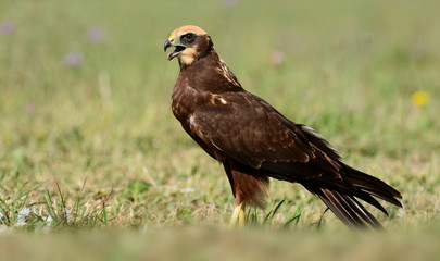 Marsh harrier (Circus aeruginosus)
