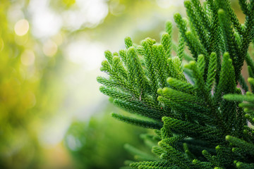 Closeup pine tree branch, soft focus.