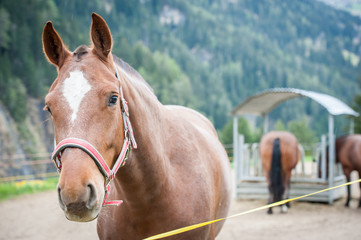 Horse closeup