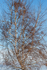 Abedul en invierno. Betula alba, pubescens.