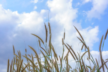 Poaceae or Gramineae in blue sky