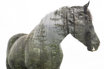 Fototapeta premium forrest horse 