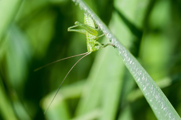 Obraz premium Grüne Heuschrecke kopfüber auf Grashalm