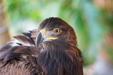 Portrait of Golden Eagle