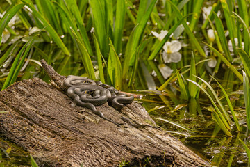 Obraz premium Gruppe Ringelnattern beim Sonnenbad auf einem Baum. 
