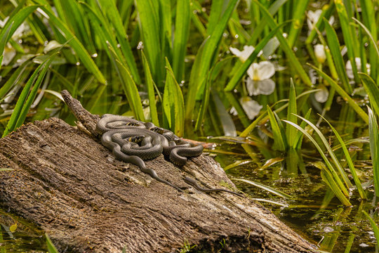 Gruppe Ringelnattern beim Sonnenbad auf einem Baum. 