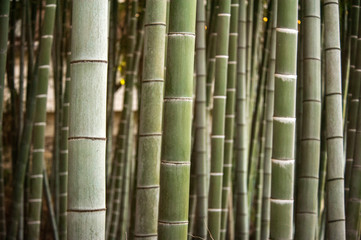 Bamboo forest, Japan