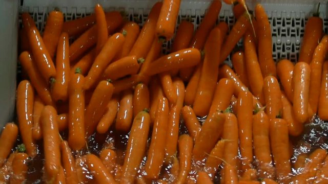 Vegetable production. Robotic system of sorting vegetables. Slow motion conveyor