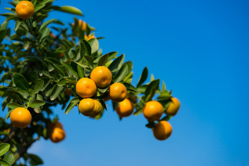 Kumquat, the symbol of Vietnamese lunar new year. In nearly every household, crucial purchases for Tet include the peach 