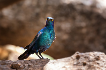 Cape glossy starling