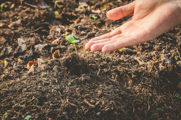 Woman hands planting the young tree while working in the garden, New life growth ecology concept