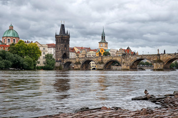 Fototapeta premium Ducks on the Vltava River in the background Charles Bridge