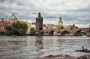 Ducks on the Vltava River in the background Charles Bridge