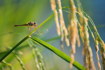 rice fields in countryside