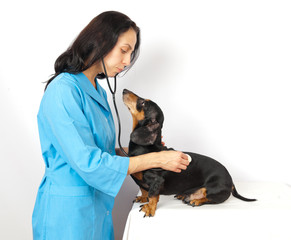 Veterinary doctor listens to a stethoscope dog breed dachshund