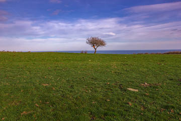 Alone tree on green meadow and cloudy blue sky