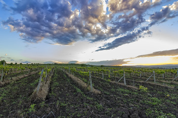 Summer scene of beautiful green vineyard with exciting sky