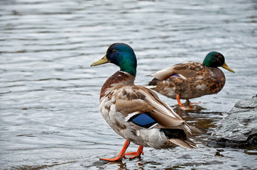 Duck on the Vltava River in Prague