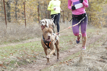 In the foreground a dog taking part in a popular canicross race
