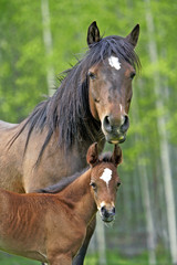 Bay Arab Mare and Foal few day old Foal together at spring pasture