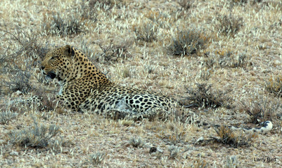 Naklejka premium King Of the Leopards