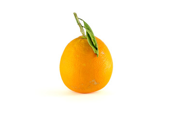 grapefruit