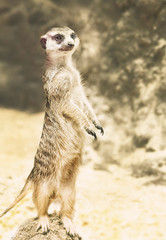 Fototapeta premium meerkat (Surikate) standing on the rock