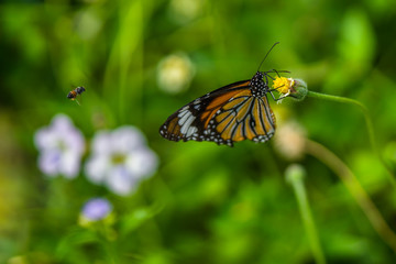 Fototapeta na wymiar Butterfly on a flower.