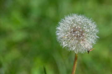 Fluffy dandelion in the summer on a green meadow with a blurry background and soft light