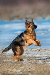 Young german shepherd dog run fast outdoor in winter day
