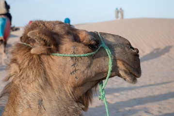 The head of a camel on a background of sand dunes and blue sky