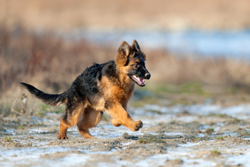 Young shepherd dog run fast outdoor