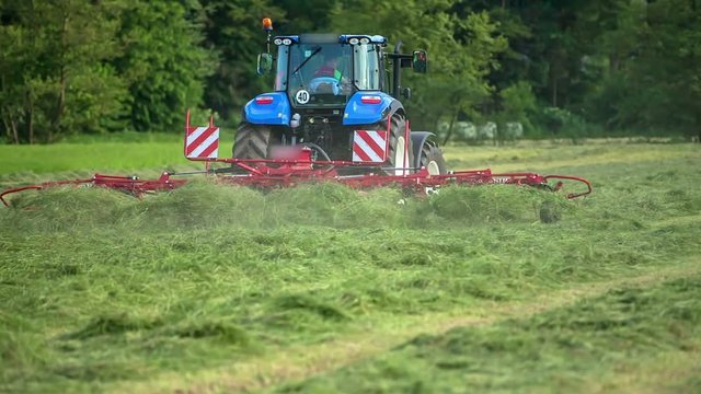 A big blue tractor is driving across the fields with a freshly cut grass. He is pulling rotary rakes behind it and he is turning the grass around.
