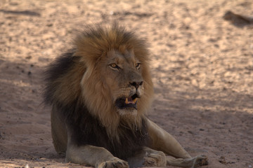 King of the Desert Lions