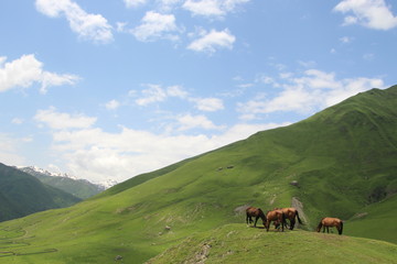 Fototapeta na wymiar Horses and mountains