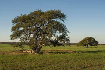 Fototapeta na wymiar Pampas Landscape, La Pampa, Argentina