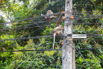 Affen auf Koh Chang, Thailand