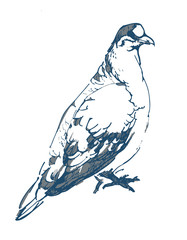 Hand drawn pair of dove isolated on white background. Pigeon vector sketch.