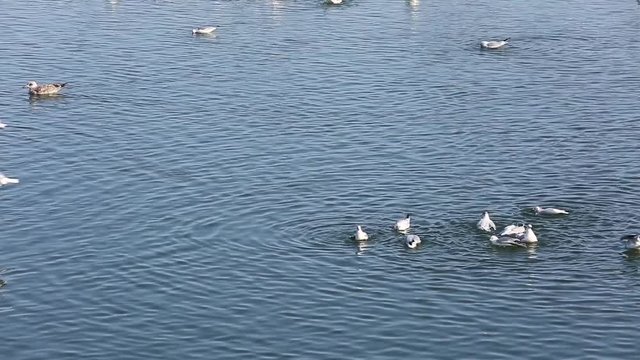 scene a Winter on a river gulls make a ritual .