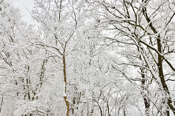 Zimowy las i drzewa pokryte śniegiem i szronem.