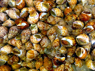 fresh sea food,Stacked fresh raw clams background