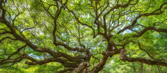 Gordijnen Panorama van takken van de Angel Oak Tree © Michael