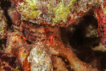 Red shrimp close-up. Similan islands. Andaman sea. Thailand.