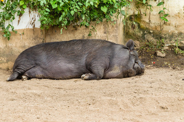 Pig Animal Sleeping