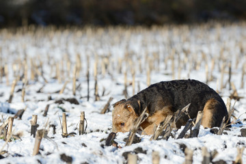 puppy airedale terrier sniffing in the snow