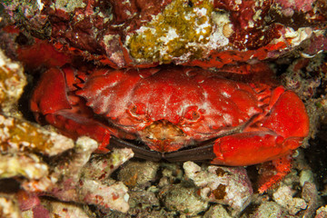 Red crab close-up. Similan islands. Andaman sea. Thailand.