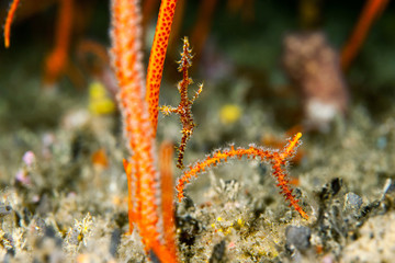 Pipefish close-up. Sipadan island. Celebes sea. Malaysia.