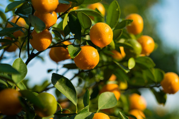 Kumquat, the symbol of Vietnamese lunar new year. In nearly every household, crucial purchases for Tet include the peach 