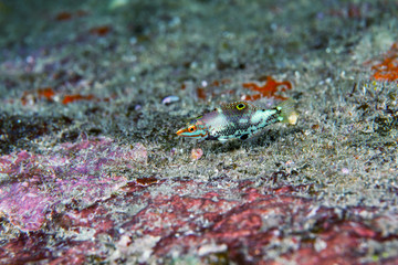 Goby fish close-up. Similan islands. Andaman sea. Thailand.