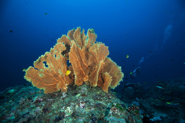 Gorgonian. Similan islands. Andaman sea. Thailand.